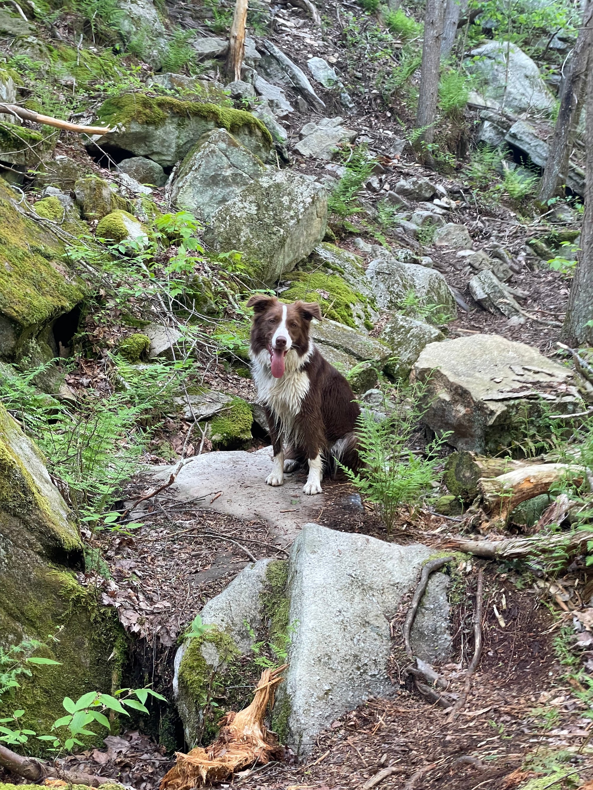 How to get you and your dog ready for a road trip