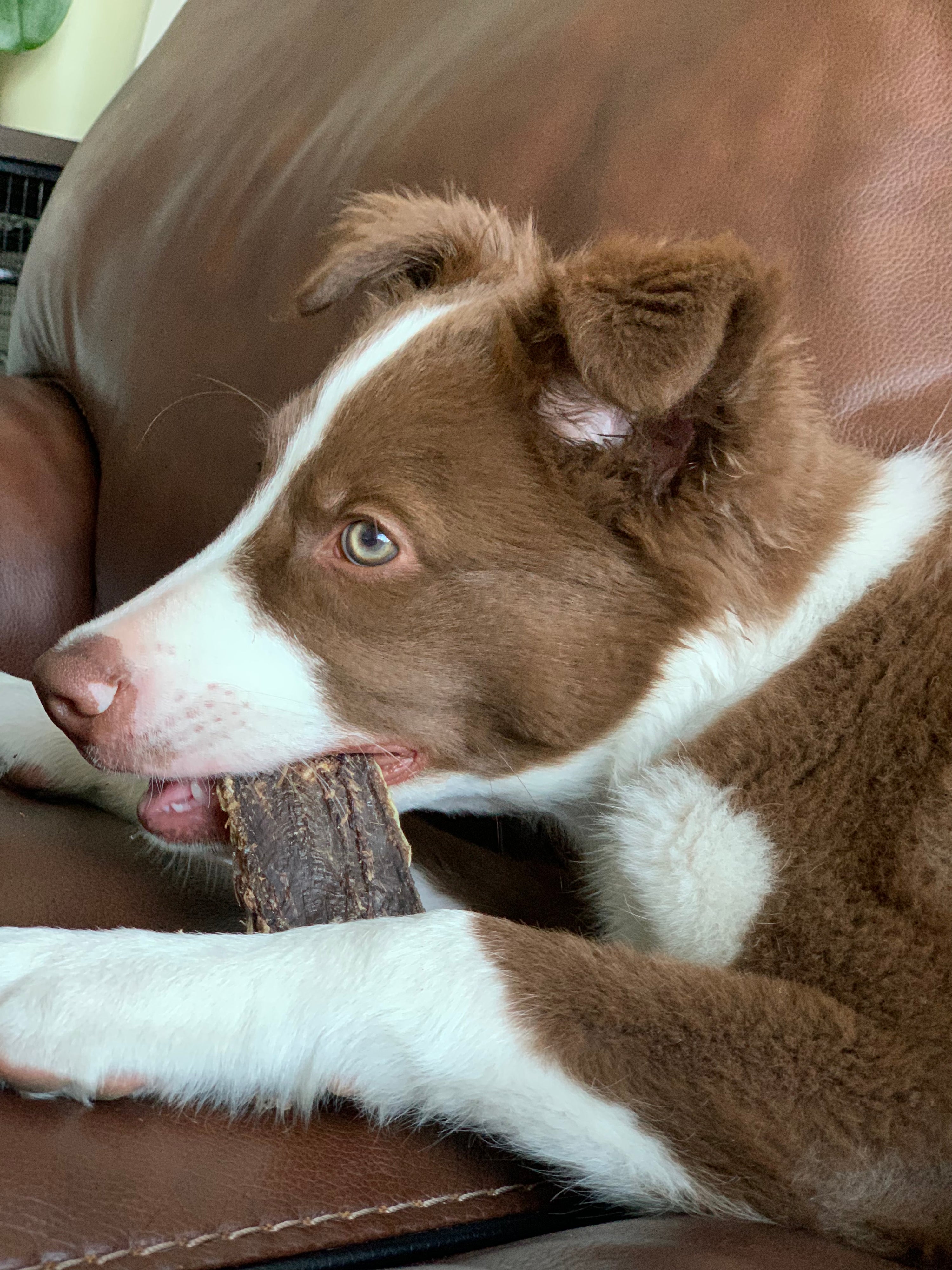 Benefits of Dogs Eating Kangaroo