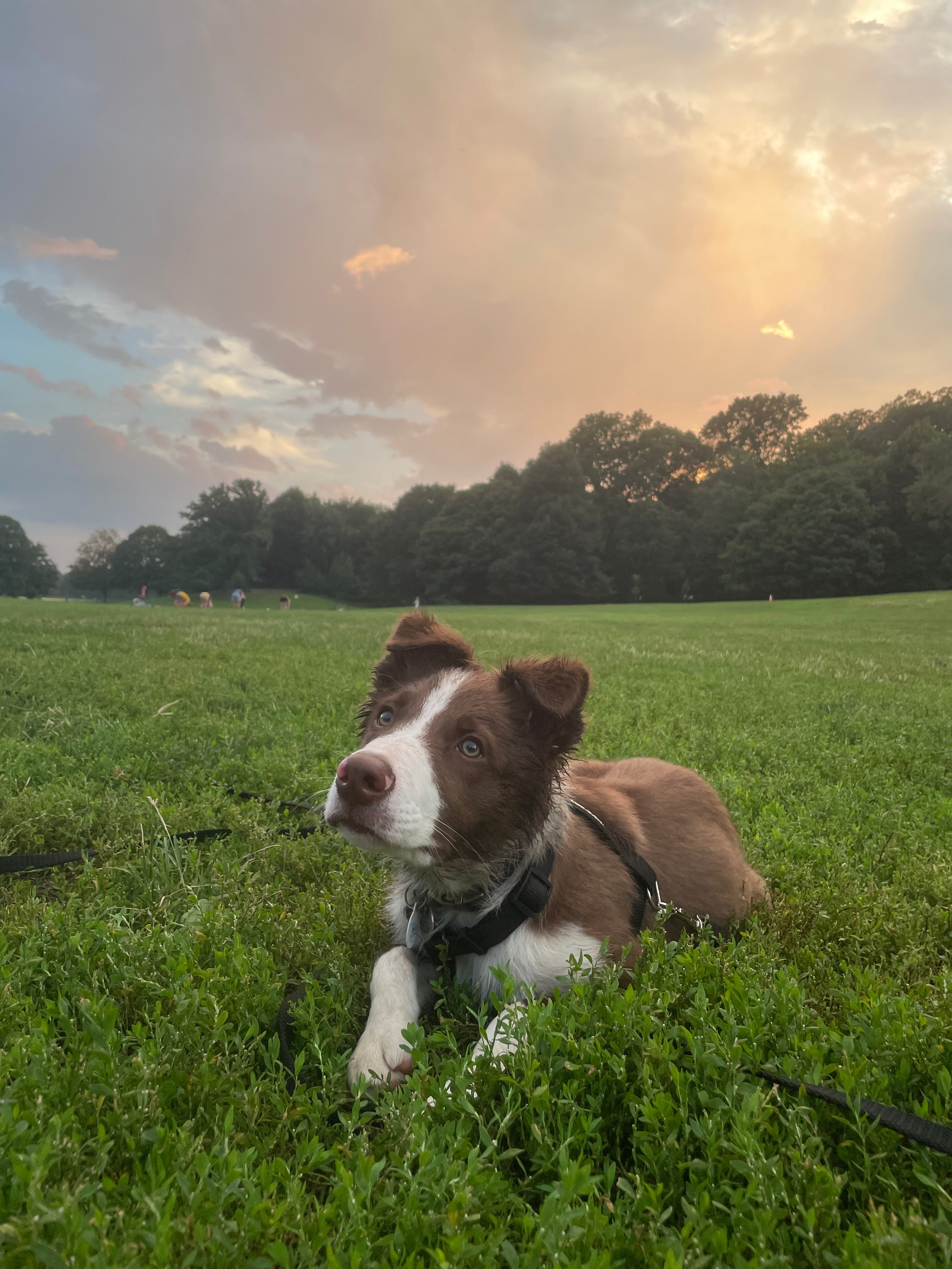 Is my dog stressed? What can I do?