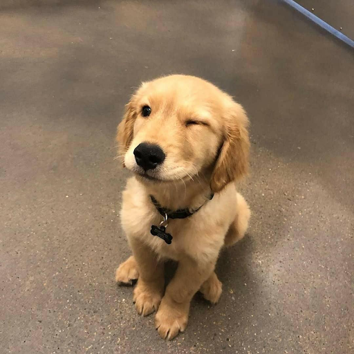 Why The Goodest Boy is Also The Weirdest, Yet Smartest Boy