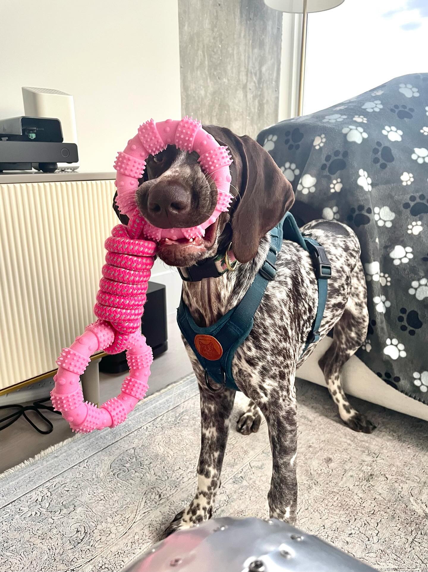 Ring Rope Toy Doug's Dog Supplies Ring Rope Toy Doug's Dog Supplies