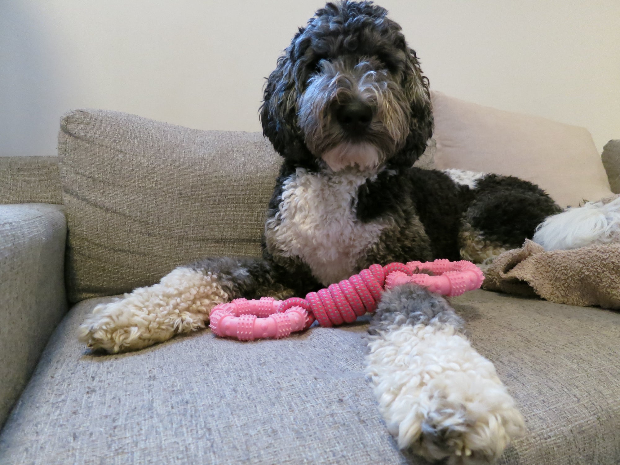 Ring Rope Toy