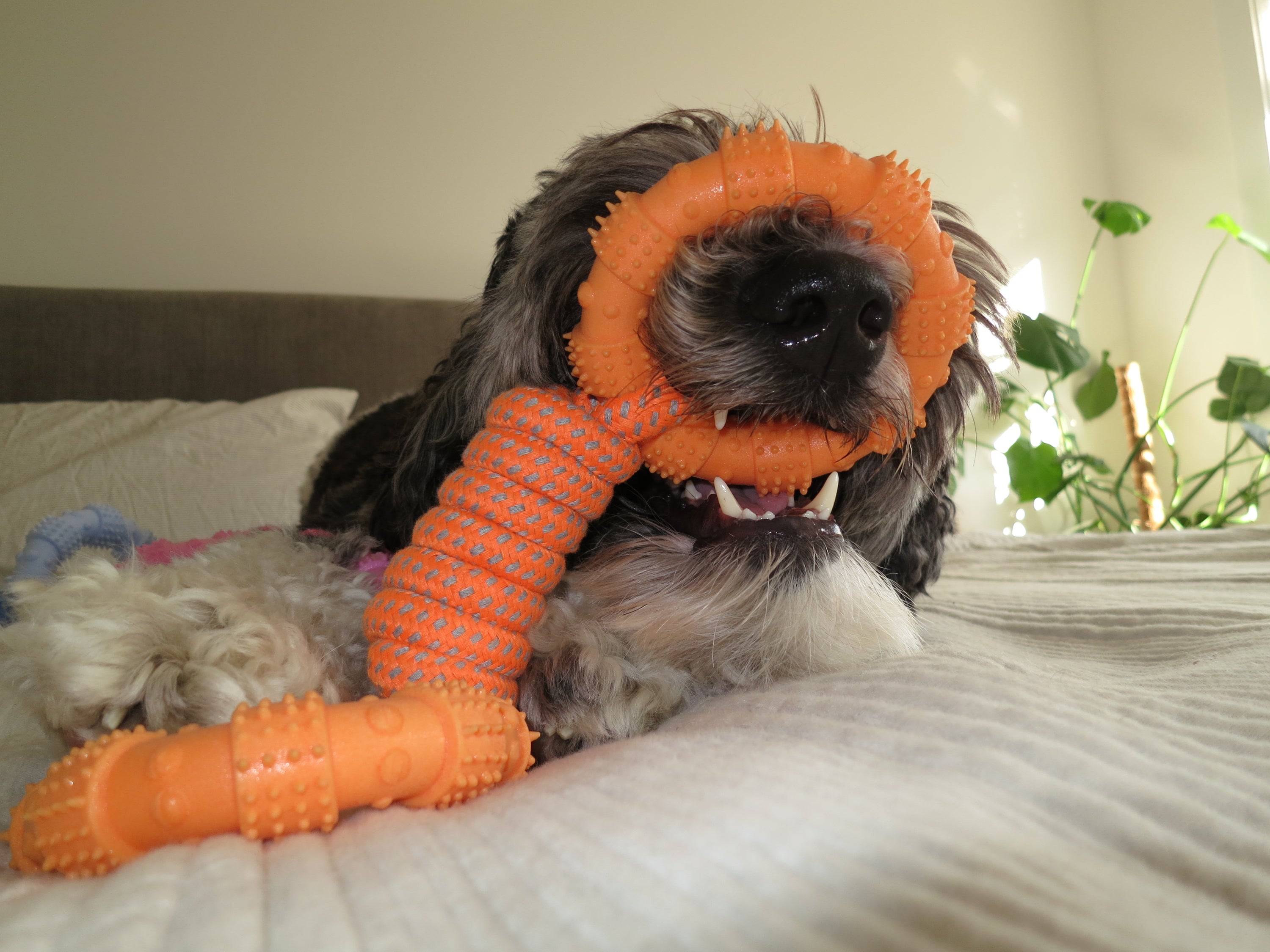 Ring Rope Toy