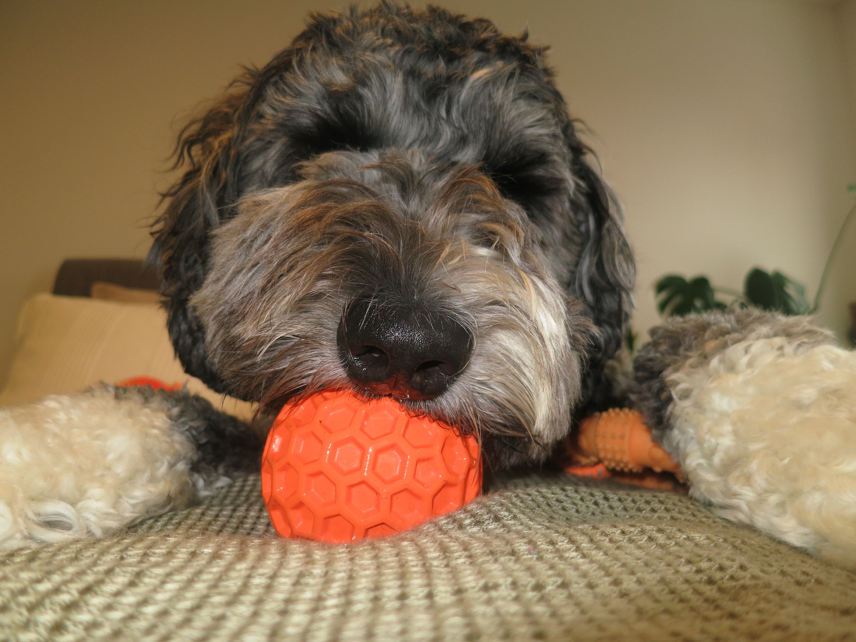 Orange Honeycomb Squeaky Ball Doug's Dog Supplies