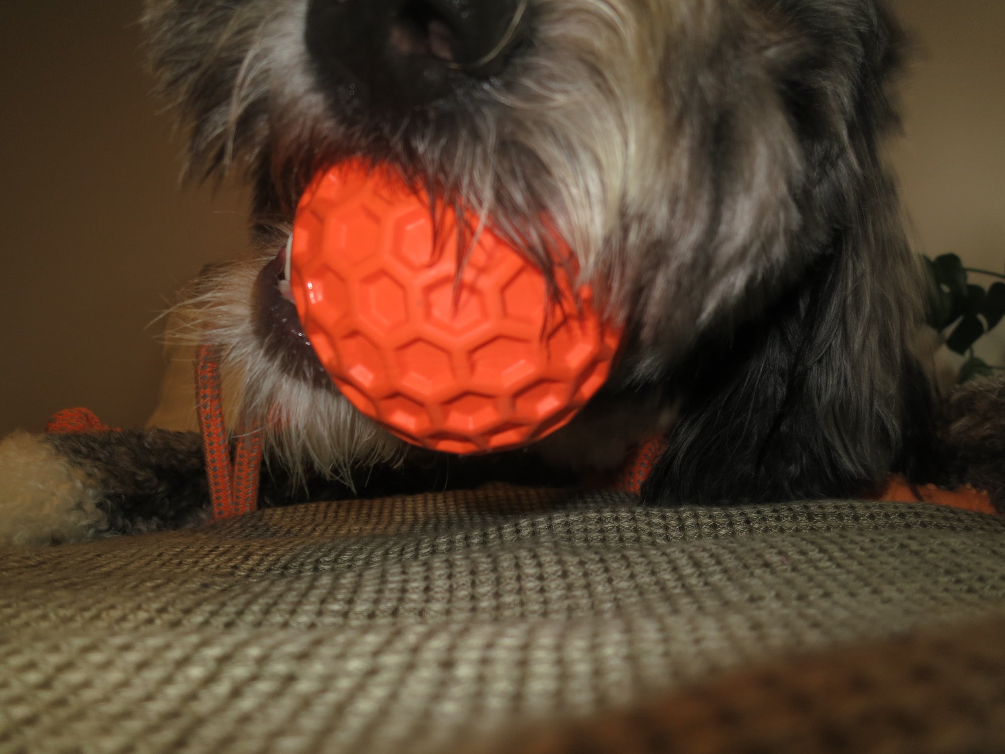 Orange Honeycomb Squeaky Ball Doug's Dog Supplies