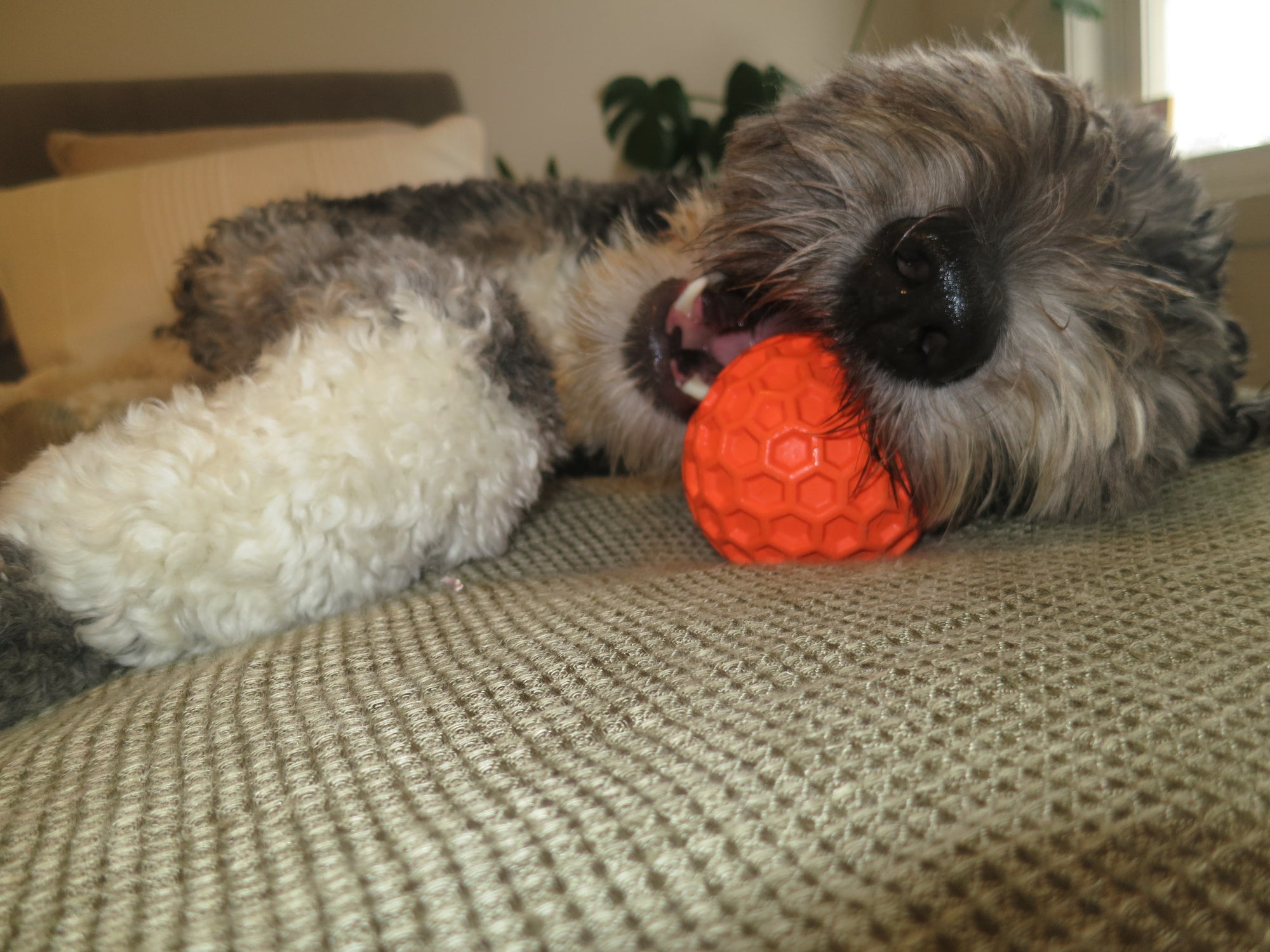 Orange Honeycomb Squeaky Ball Doug's Dog Supplies