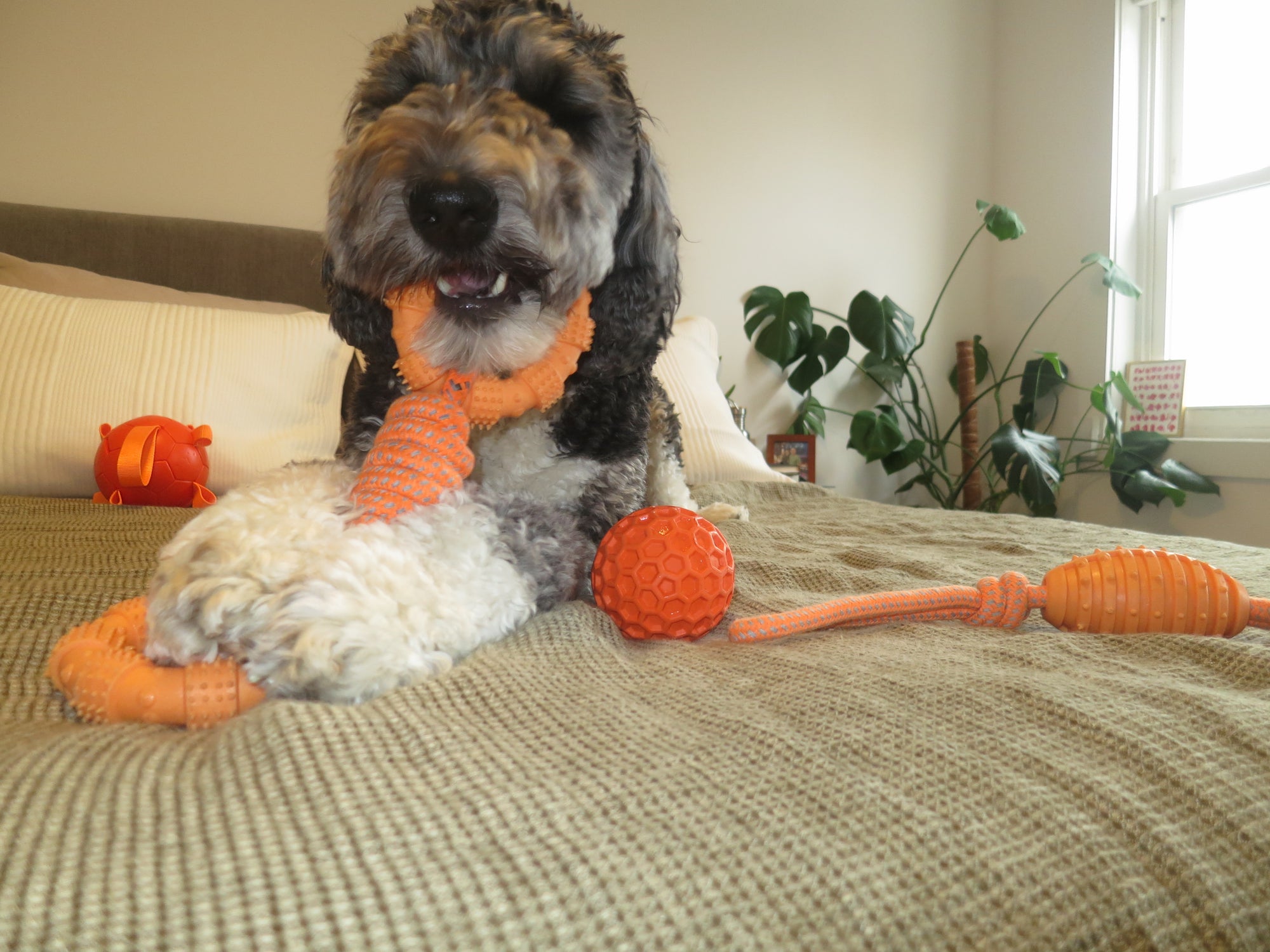 Orange Ring Rope Toy Doug's Dog Supplies