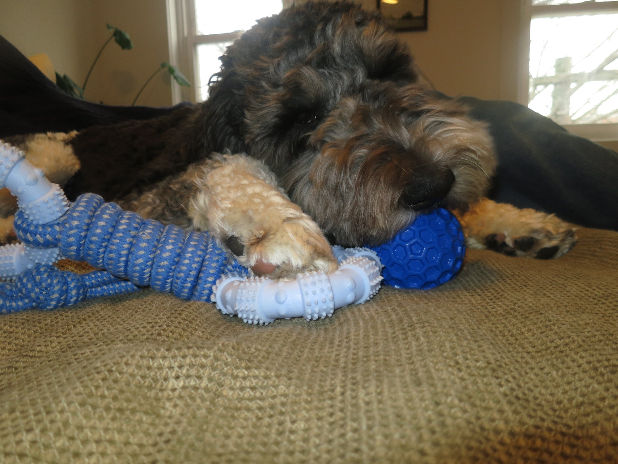 Blue Honeycomb Squeak Ball Doug's Dog Supplies