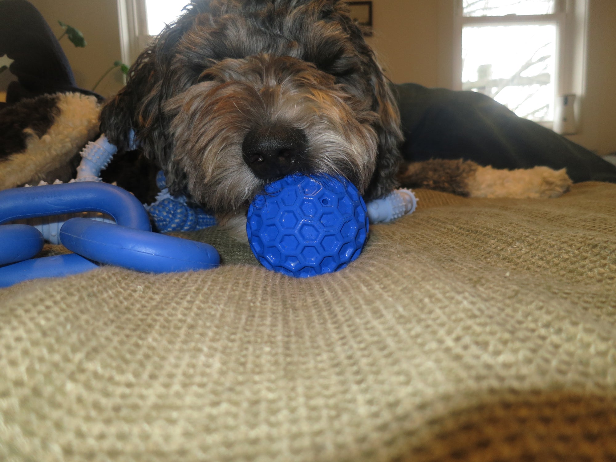 Blue Honeycomb Squeak Ball Doug's Dog Supplies