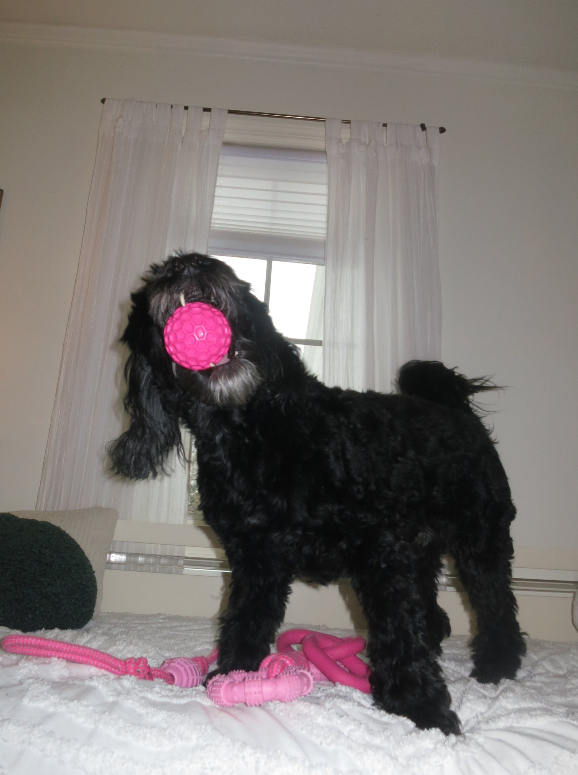 Pink Honeycomb Squeak Ball Doug's Dog Supplies