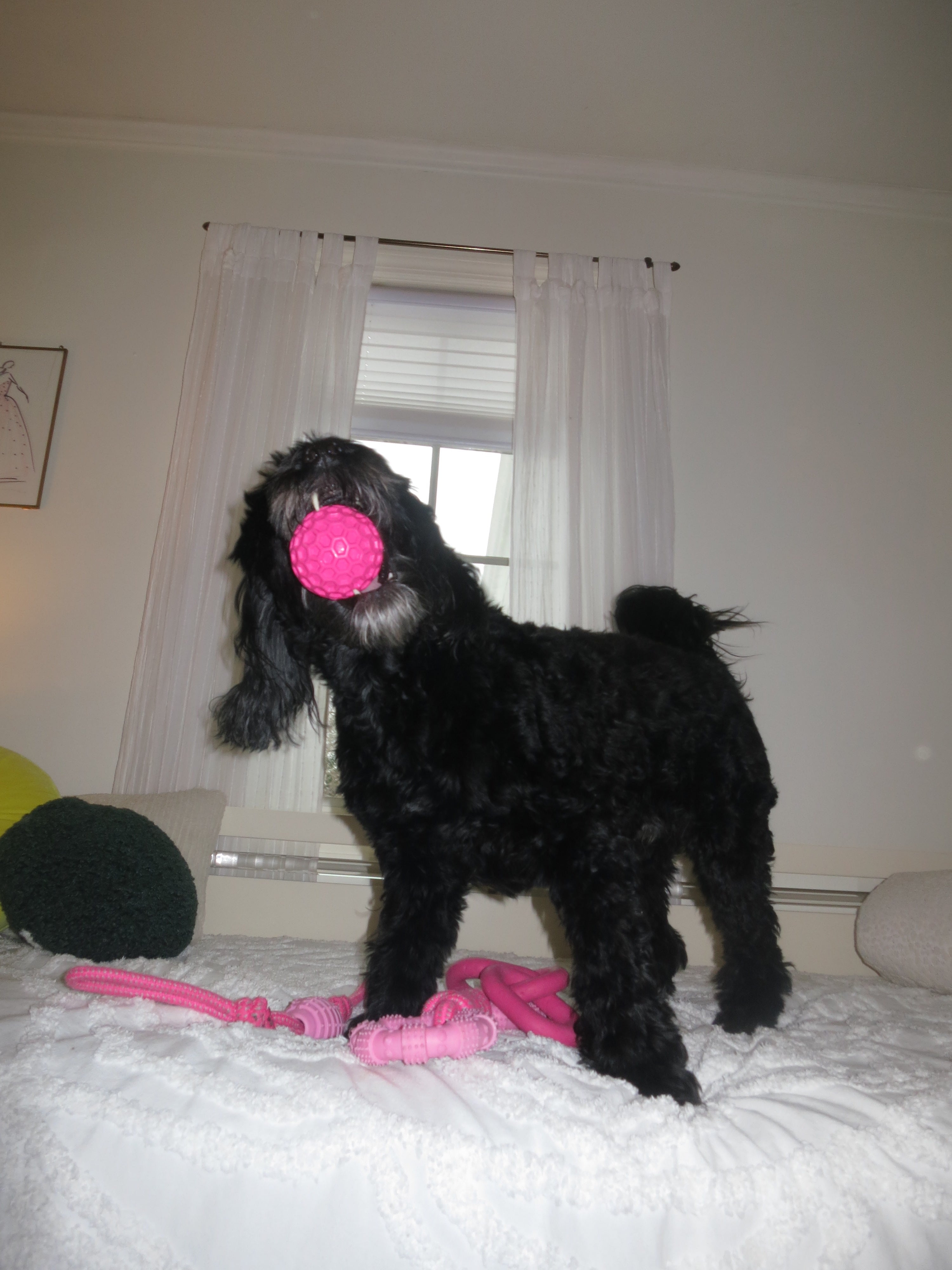 Honeycomb Squeaky Ball