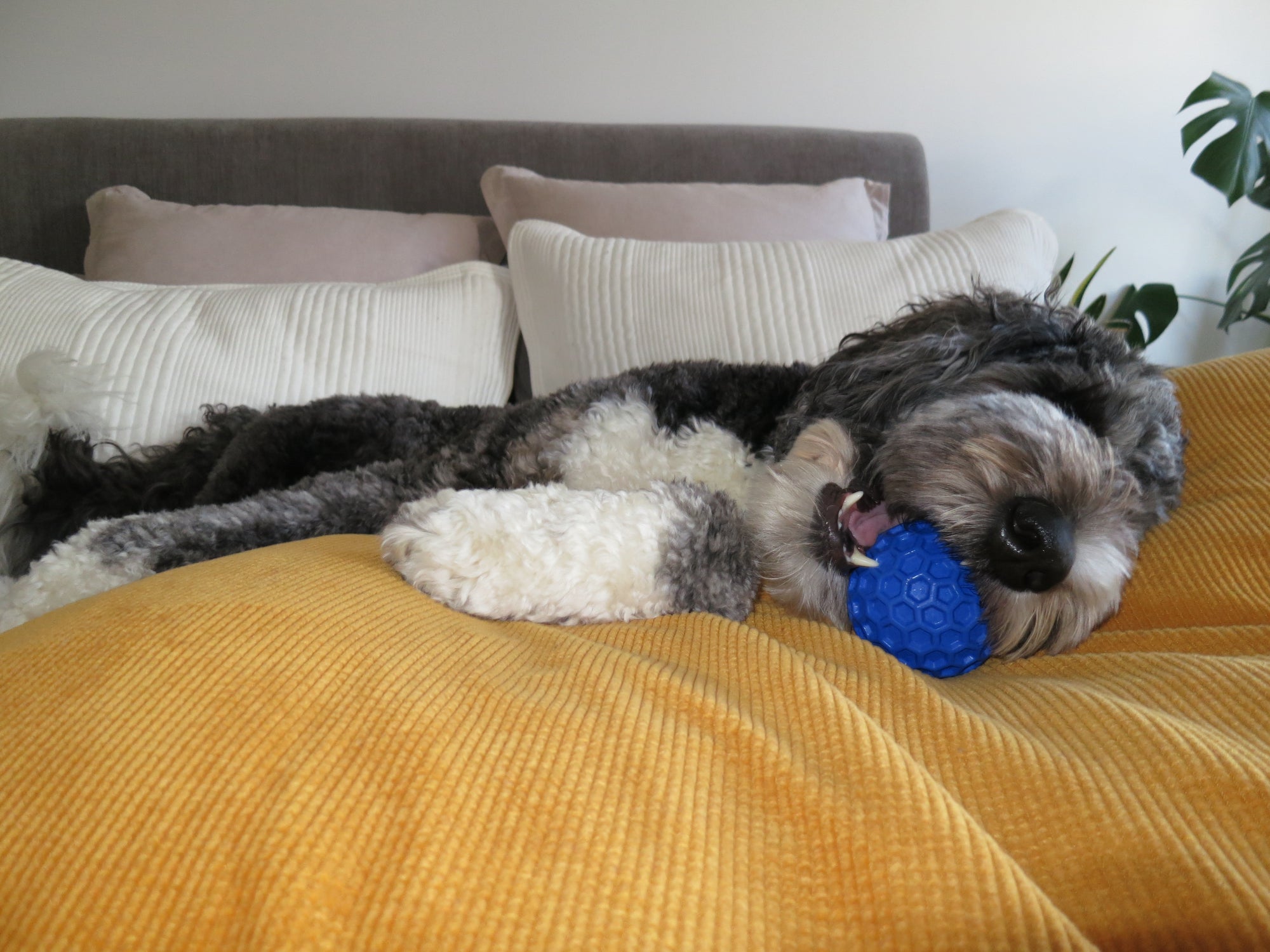 Blue Honeycomb Squeak Ball Doug's Dog Supplies