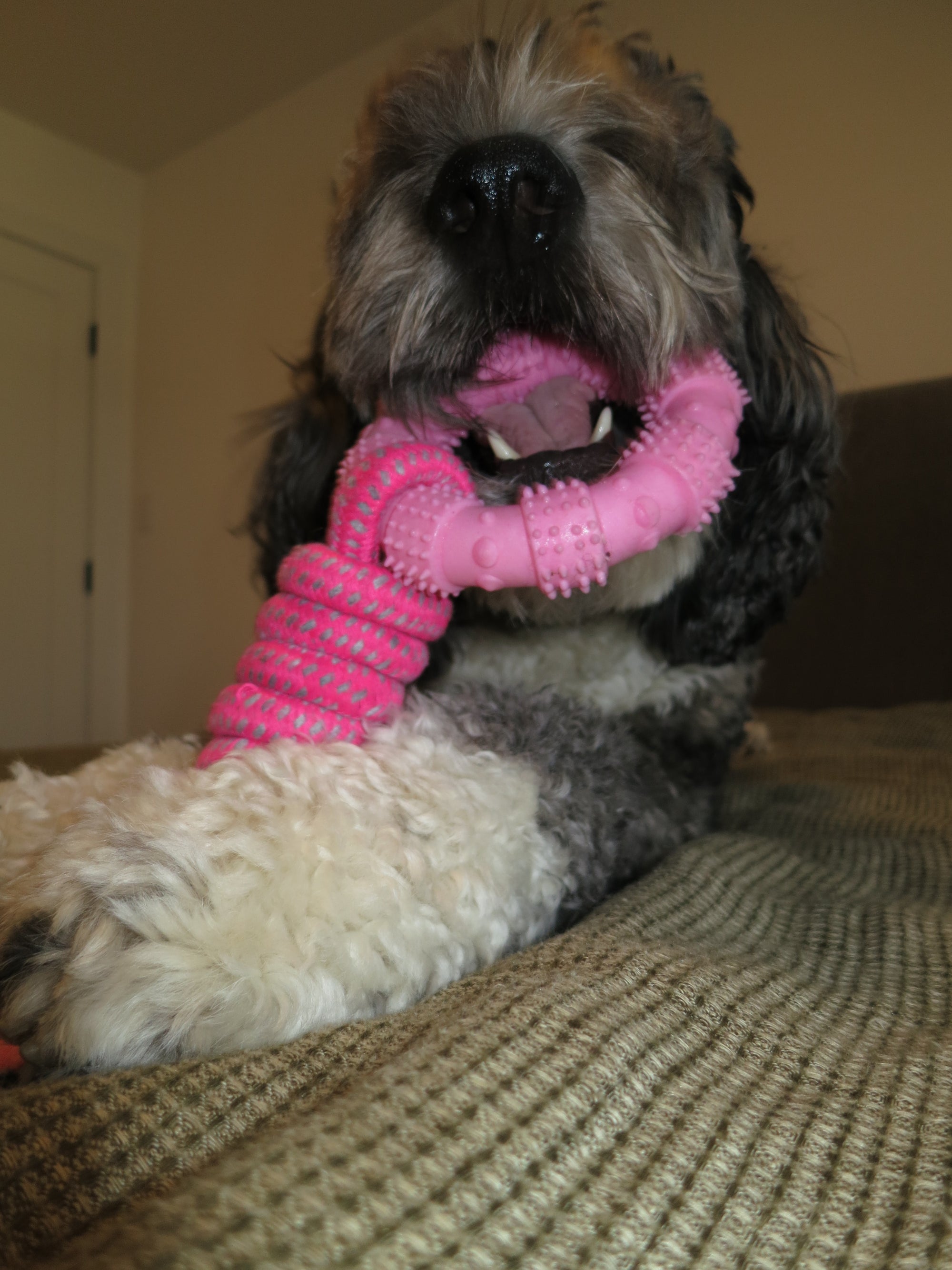 Pink Ring Rope Toy Doug's Dog Supplies