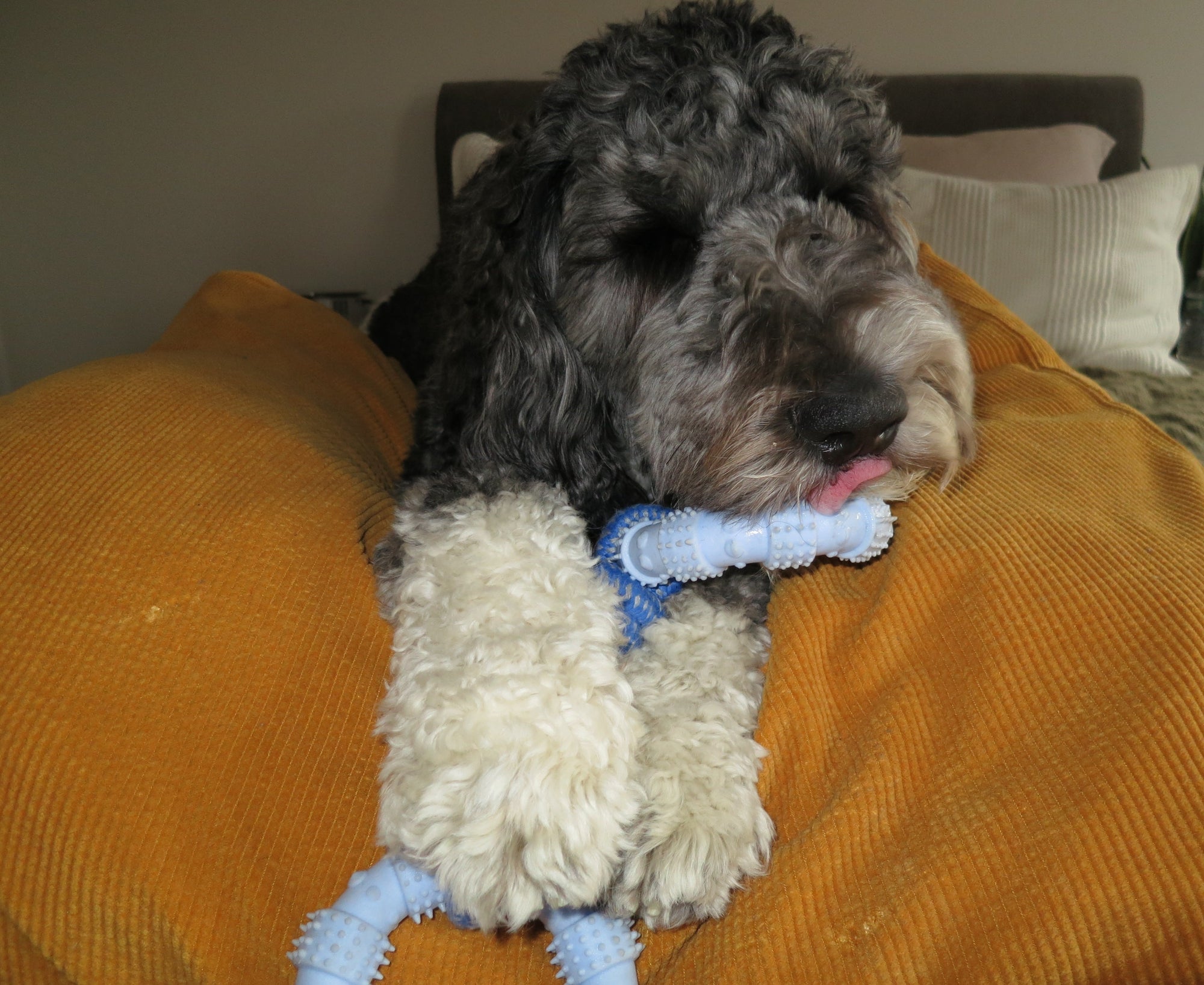 Blue Ring Rope Toy