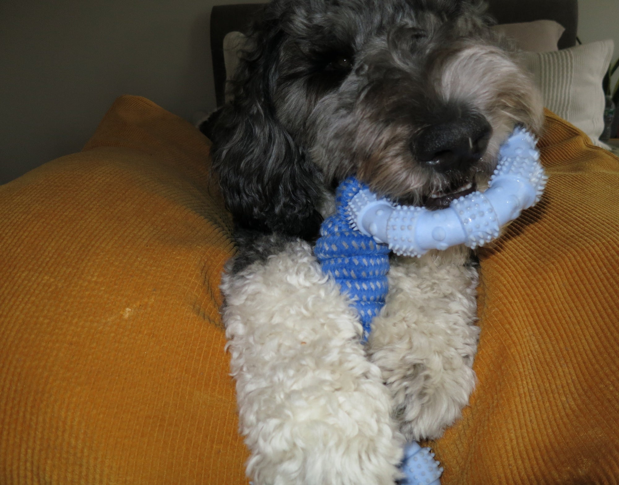 Blue Ring Rope Toy