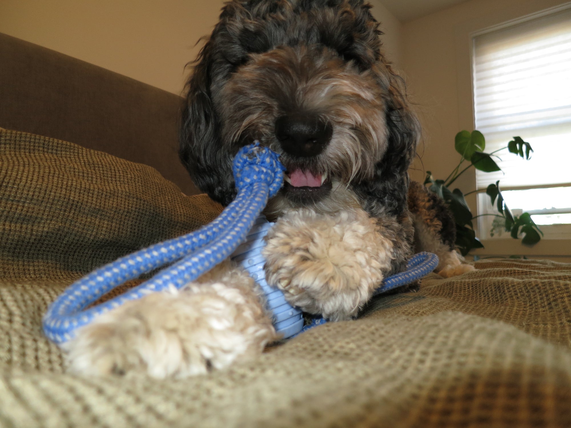 Blue Football Rope Toy