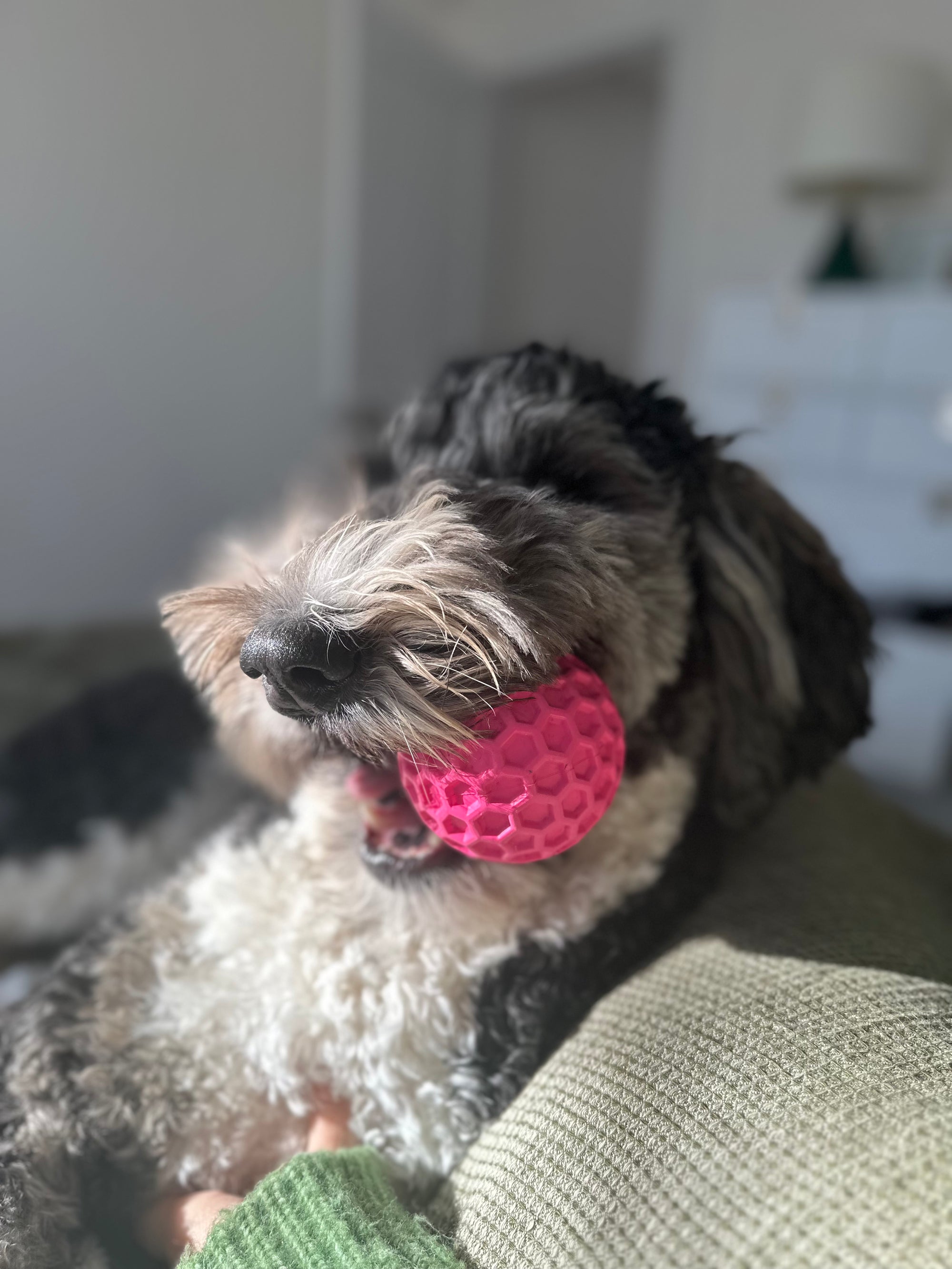 Pink Honeycomb Squeak Ball Doug's Dog Supplies