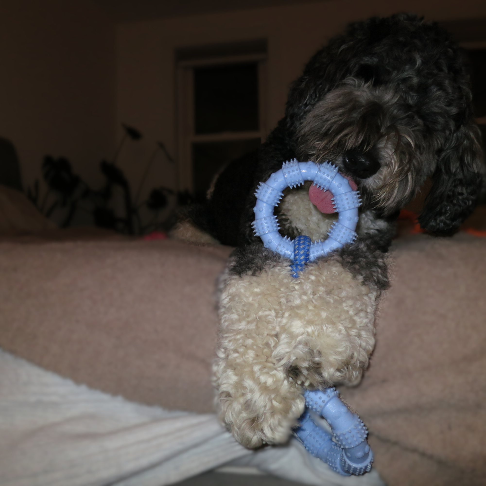 Ring Rope Toy