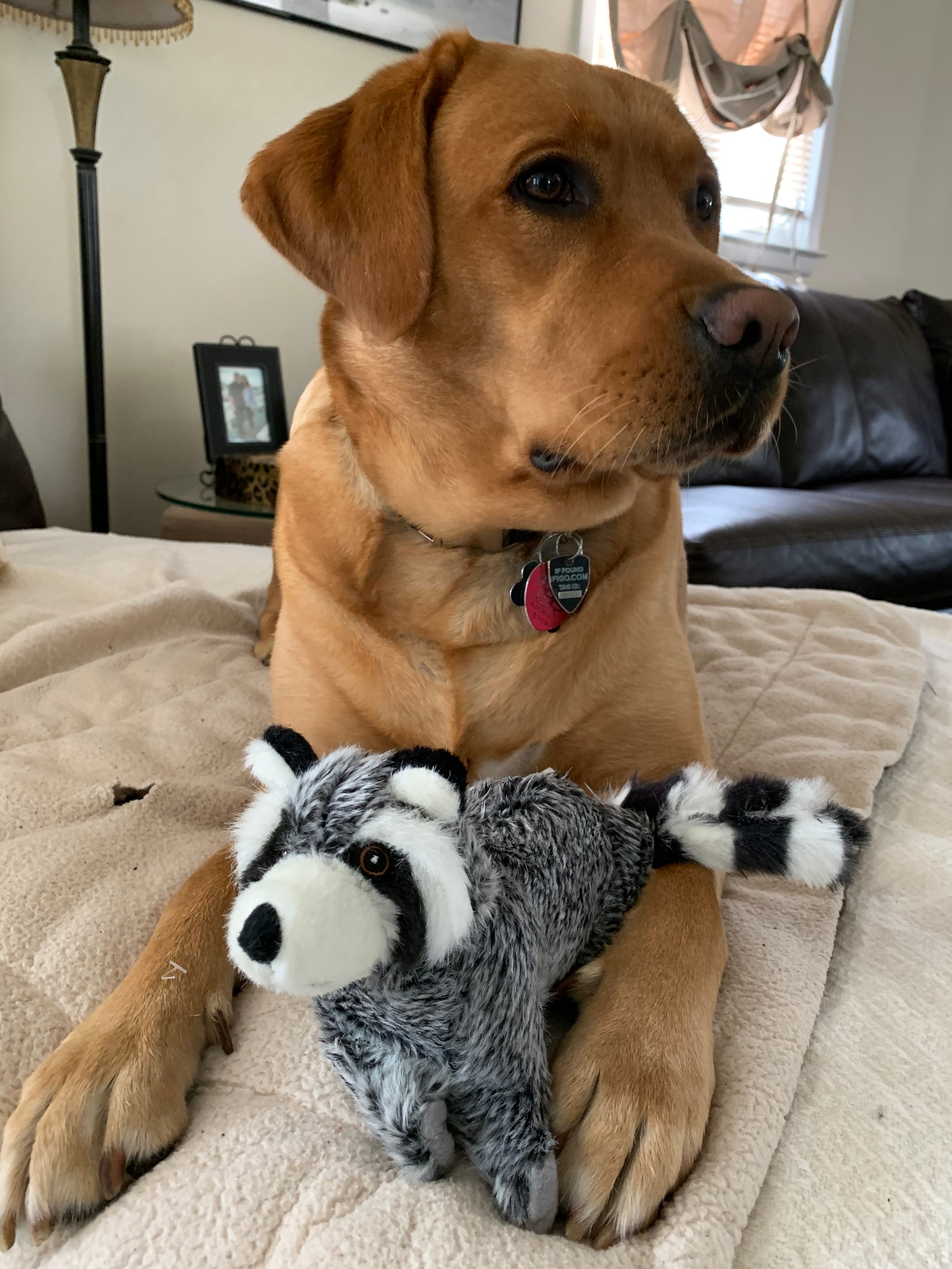 Raccoon Squeak Toy