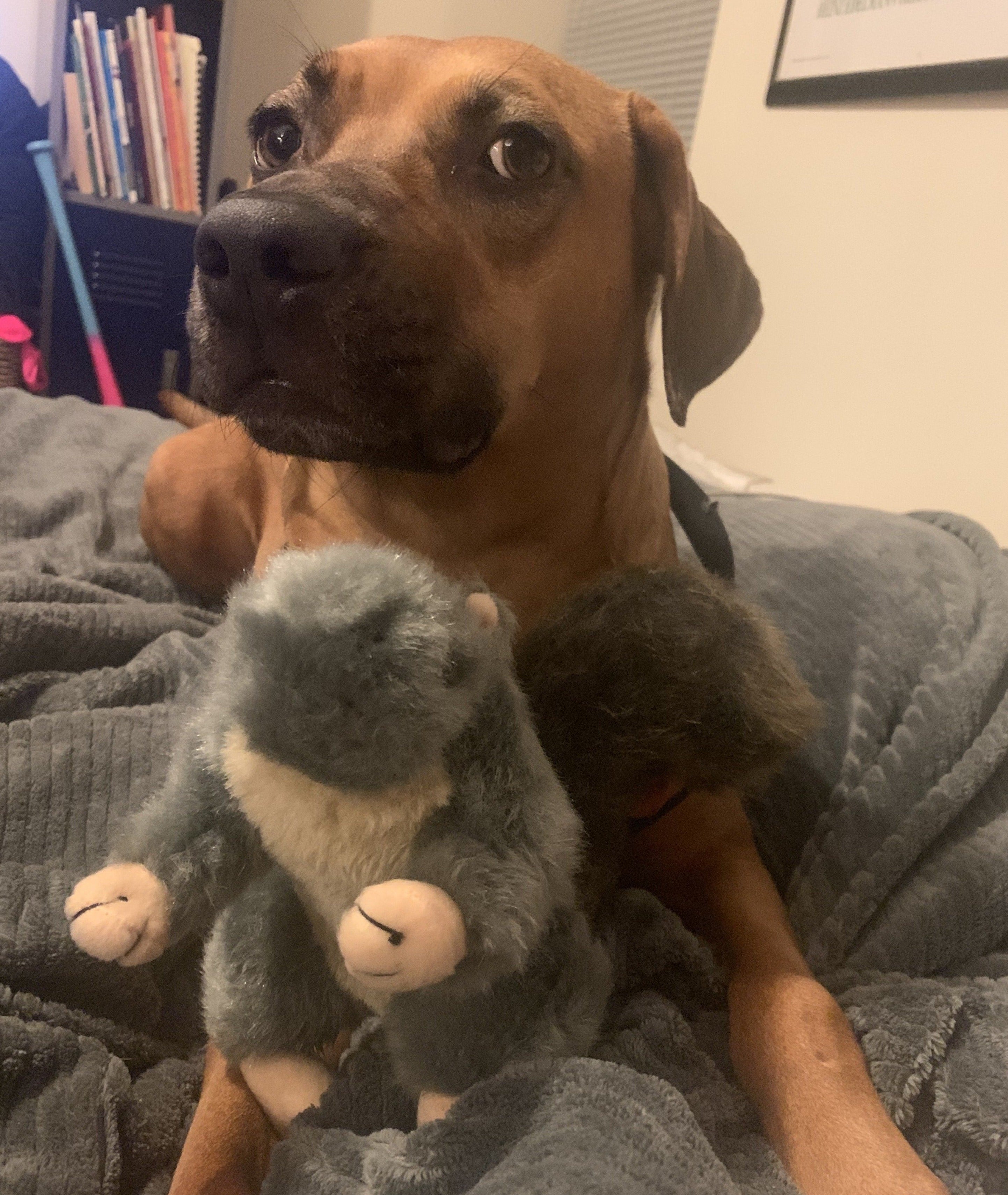 Squirrel Squeak Toy Doug's Dog Supplies